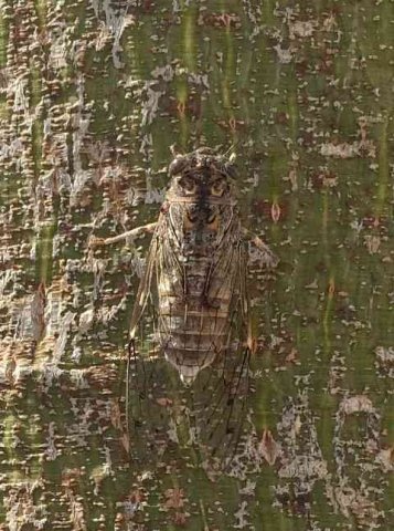 A well-camouflaged Cicada, resting on a tree trunk in Málaga, S.Spain.